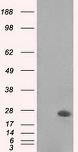 MAD2L1 Mouse anti-Human, Clone: OTI4D2, liquid, TrueMAB 100 &mu;L; Unconjugated:Antibodies,