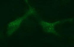 MADCAM1 Monoclonal Antibody (OTI2A7), TrueMAB , OriGene:Antibodies:Primary