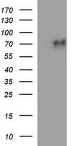 MADCAM1 Monoclonal Antibody (OTI1B1), TrueMAB , OriGene:Antibodies:Primary