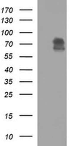 MADCAM1 Monoclonal Antibody (OTI2B1), TrueMAB , OriGene:Antibodies:Primary