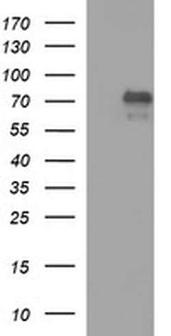MADCAM1 Monoclonal Antibody (OTI2A7), TrueMAB , OriGene:Antibodies:Primary
