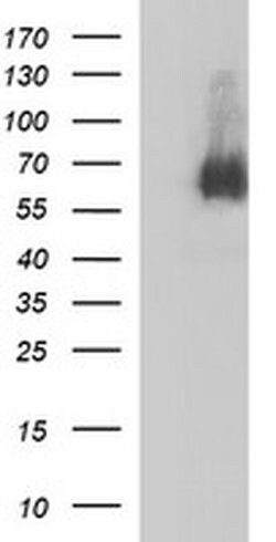 MADCAM1 Monoclonal Antibody (OTI1E1), TrueMAB , OriGene 100 &mu;L; Unconjugated:Antibodies,
