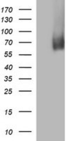 MADCAM1 Mouse anti-Human, Clone: OTI1C4, lyophilized, TrueMAB 100 &mu;g;