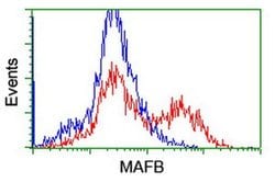 MAFB Mouse anti-Human, Clone: OTI3F6, liquid, TrueMAB 100 &mu;L; Unconjugated:Antibodies,