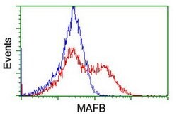 MAFB Monoclonal Antibody (OTI1E9), TrueMAB , OriGene:Antibodies:Primary