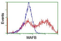 MAFB Mouse anti-Human, Clone: OTI2A6, liquid, TrueMAB 100 &mu;L; Unconjugated:Antibodies,