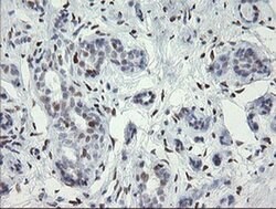 MAFB Monoclonal Antibody (OTI1E9), TrueMAB , OriGene 100 &mu;L; Unconjugated:Antibodies,