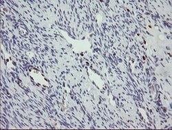 MAFB Monoclonal Antibody (OTI1E9), TrueMAB , OriGene 100 &mu;L; Unconjugated:Antibodies,