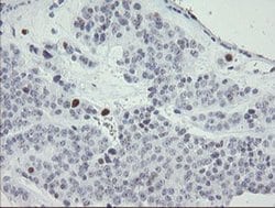 MAFB Monoclonal Antibody (OTI1E9), TrueMAB , OriGene 100 &mu;L; Unconjugated:Antibodies,