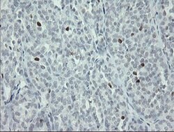 MAFB Monoclonal Antibody (OTI1E9), TrueMAB , OriGene 100 &mu;L; Unconjugated:Antibodies,