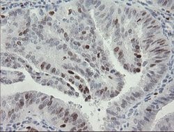 MAFB Monoclonal Antibody (OTI1E9), TrueMAB , OriGene 100 &mu;L; Unconjugated:Antibodies,