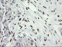 MAFB Monoclonal Antibody (OTI1E9), TrueMAB , OriGene 100 &mu;L; Unconjugated:Antibodies,