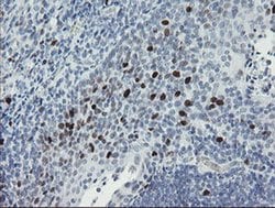 MAFB Monoclonal Antibody (OTI1E9), TrueMAB , OriGene 100 &mu;L; Unconjugated:Antibodies,