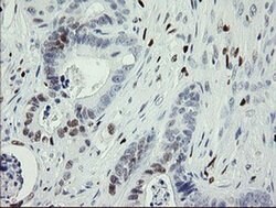 MAFB Monoclonal Antibody (OTI1E9), TrueMAB , OriGene 100 &mu;L; Unconjugated:Antibodies,