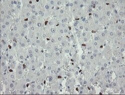 MAFB Monoclonal Antibody (OTI1E9), TrueMAB , OriGene 100 &mu;L; Unconjugated:Antibodies,