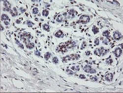 MAFB Mouse anti-Human, Clone: OTI2A6, liquid, TrueMAB 100 &mu;L; Unconjugated:Antibodies,