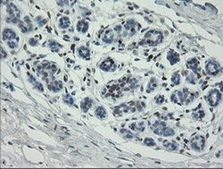 MAFB Mouse anti-Human, Clone: OTI2A6, liquid, TrueMAB 100 &mu;L; Unconjugated:Antibodies,