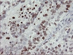 MAFB Mouse anti-Human, Clone: OTI2A6, liquid, TrueMAB 100 &mu;L; Unconjugated:Antibodies,