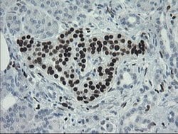 MAFB Mouse anti-Human, Clone: OTI2A6, liquid, TrueMAB 100 &mu;L; Unconjugated:Antibodies,