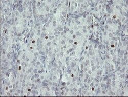 MAFB Mouse anti-Human, Clone: OTI2A6, liquid, TrueMAB 100 &mu;L; Unconjugated:Antibodies,