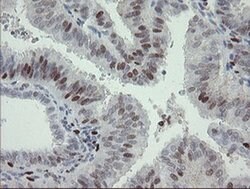 MAFB Mouse anti-Human, Clone: OTI2A6, liquid, TrueMAB 100 &mu;L; Unconjugated:Antibodies,