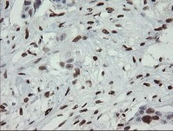 MAFB Mouse anti-Human, Clone: OTI2A6, liquid, TrueMAB 100 &mu;L; Unconjugated:Antibodies,