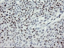MAFB Mouse anti-Human, Clone: OTI2A6, liquid, TrueMAB 100 &mu;L; Unconjugated:Antibodies,