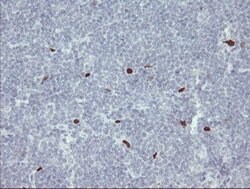 MAFB Mouse anti-Human, Clone: OTI2A6, liquid, TrueMAB 100 &mu;L; Unconjugated:Antibodies,