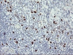 MAFB Mouse anti-Human, Clone: OTI2A6, liquid, TrueMAB 100 &mu;L; Unconjugated:Antibodies,