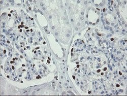 MAFB Mouse anti-Human, Clone: OTI2A6, liquid, TrueMAB 100 &mu;L; Unconjugated:Antibodies,