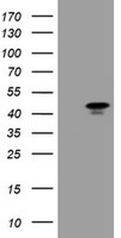 MAFB Mouse anti-Human, Clone: OTI3F6, liquid, TrueMAB 100 &mu;L; Unconjugated:Antibodies,