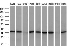 MAFB Mouse anti-Human, Clone: OTI3F6, liquid, TrueMAB 100 &mu;L; Unconjugated:Antibodies,