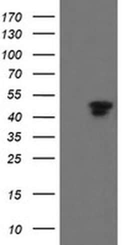 MAFB Mouse anti-Human, Clone: OTI2A6, liquid, TrueMAB 100 &mu;L; Unconjugated:Antibodies,