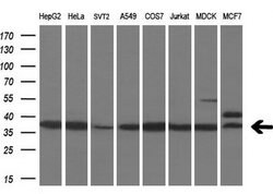 MAFB Mouse anti-Human, Clone: OTI2A6, liquid, TrueMAB 100 &mu;L; Unconjugated:Antibodies,