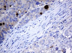 MAGEA3 Mouse anti-Human, Clone: OTI1A9, liquid, TrueMAB 100 &mu;L; Unconjugated:Antibodies,
