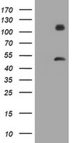 MAGEA3 Monoclonal Antibody (OTI2F10), TrueMAB , OriGene 30 &mu;L; Unconjugated:Antibodies,