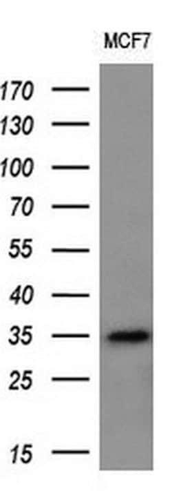 MAGEA3 Monoclonal Antibody (OTI2F10), TrueMAB , OriGene 30 &mu;L; Unconjugated:Antibodies,