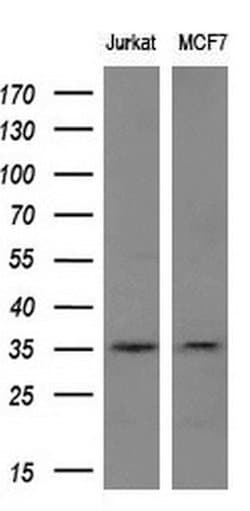 MAGEA3 Mouse anti-Human, Clone: OTI2B1, TrueMAB , Origene 30 &mu;L; Unconjugated:Antibodies,
