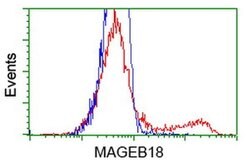 MAGEB18 Monoclonal Antibody (OTI6A5), TrueMAB , OriGene 30 μL; Unconjugated:Antibodies,