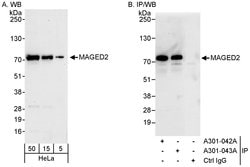 MAGED2 Rabbit anti-Human, Polyclonal, Bethyl Laboratories 100 &mu;L; Unconjugated:Antibodies,