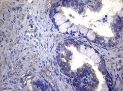 MAK Monoclonal Antibody (OTI5A7), TrueMAB , OriGene 100 &mu;L; Unconjugated:Antibodies,