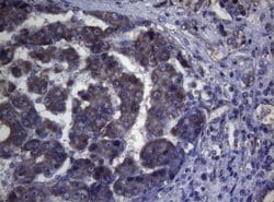 MAK Monoclonal Antibody (OTI5A7), TrueMAB , OriGene 100 &mu;L; Unconjugated:Antibodies,