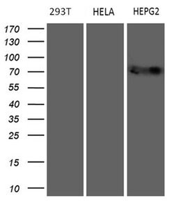 MAK Monoclonal Antibody (OTI1G2), TrueMAB , OriGene 30 &mu;L; Unconjugated:Antibodies,