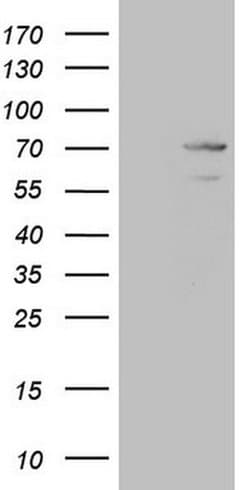 MAK Monoclonal Antibody (OTI5A7), TrueMAB , OriGene:Antibodies:Primary