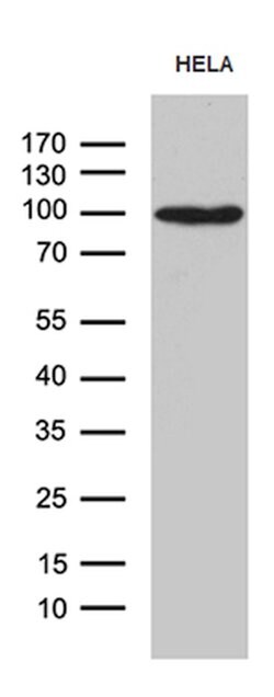 MALT1 Mouse anti-Human, Clone: OTI1E4, lyophilized, TrueMAB 100 &mu;g;