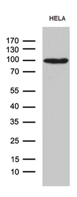 MALT1 Monoclonal Antibody (OTI1E4), TrueMAB , OriGene 100 &mu;L; Unconjugated:Antibodies,