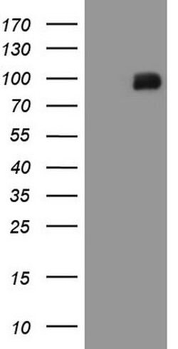 MALT1 Monoclonal Antibody (OTI4C3), TrueMAB , OriGene 100 &mu;L; Unconjugated:Antibodies,