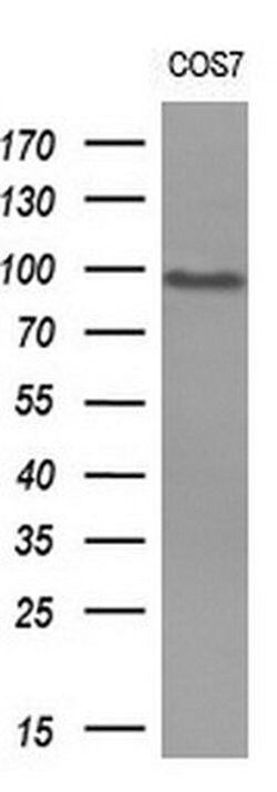 MALT1 Monoclonal Antibody (OTI4C3), TrueMAB , OriGene:Antibodies:Primary