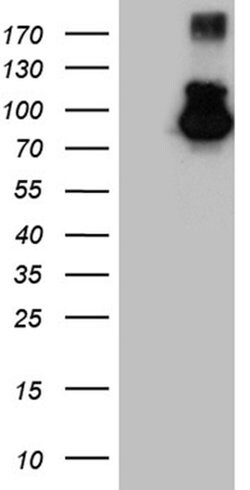 MALT1 Monoclonal Antibody (OTI4H10), TrueMAB , OriGene:Antibodies:Primary