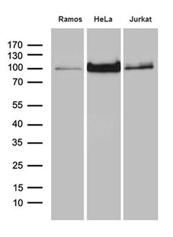 MALT1 Monoclonal Antibody (OTI4H10), TrueMAB , OriGene 100 &mu;L; Unconjugated:Antibodies,